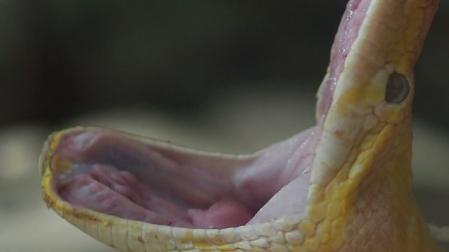 Golden Thai Python (Python bivittatus) snake to open the mouth.
