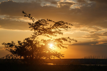 Silhouette of thin little tree on beauty sunset