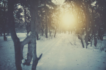 Beautiful winter landscape in the forest at sunset
