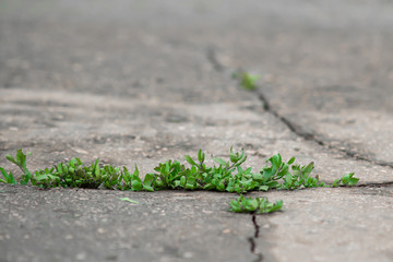 Green plant growth through crack in asphalt