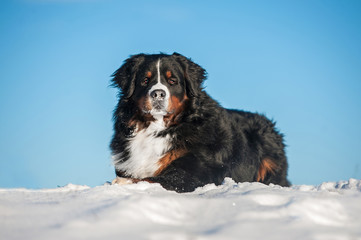 Bernese mountain dog lying on the snow  in winter