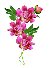 peony flowers isolated on white background