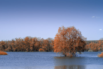 Naklejka na ściany i meble Nature landscape. lonely tree stands in the water autumn day