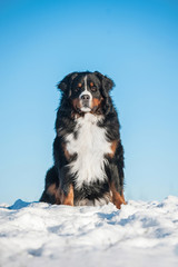 Bernese mountain dog in winter