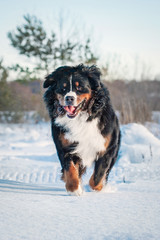 Happy bernese mountain dog running in winter