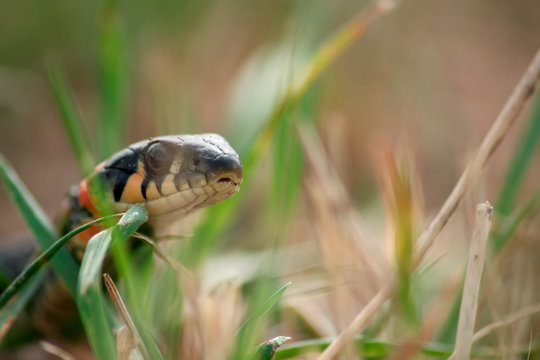 Natrix snake hunting in green grass at summer day