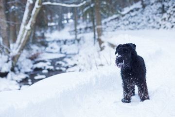 schnauzer dog in winter forest