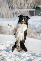 Border collie with a tie sitting on its hind legs in winter