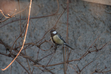Kohlmeise im Geäste