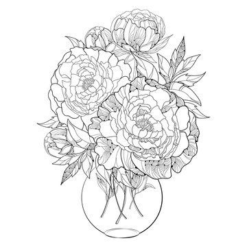 Bouquet with five ornate peony flower and leaves in the round transparent vase isolated on white background. Floral elements in contour style.