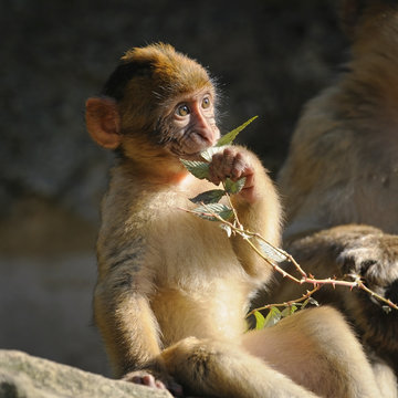 Portrait of a young Barbary macaque  chewing a branch with green leaves
