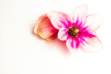 Obraz na płótnie Canvas pink spa flower background on white