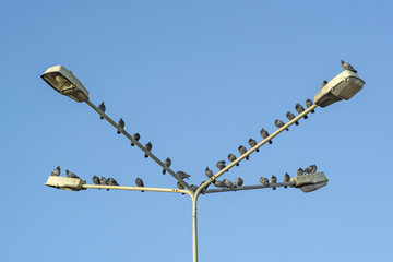 Many pigeons sitting on a lamp outside