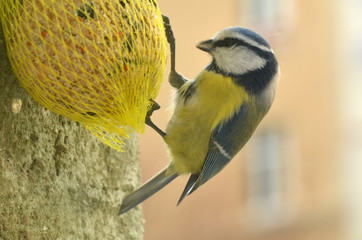 Chickadee