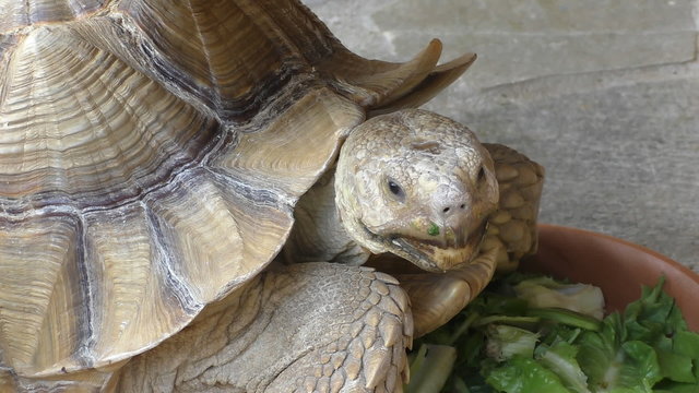Low angle close up of turtle on concrete floor having it's meal. Tropical animal turns it's head toward the camera
