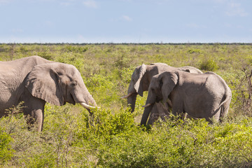 Naklejka na ściany i meble Herd of African Elephant Feeding in Savannah, Botswana.