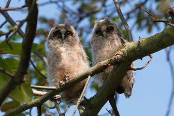 Long-eared Owl (Asio otus)