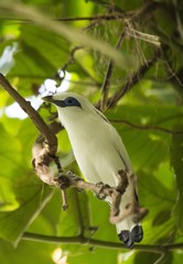 Bali Mynah (Leucopsar rothschildi)