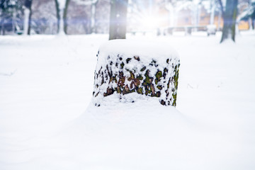 a stump is covered by snow in the winter forest