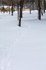 snow winter path anchorwoman through the forest