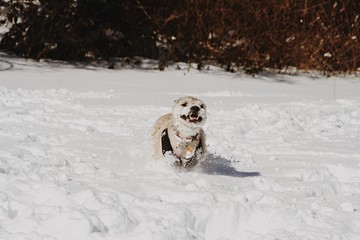Cairn Terrier Playing in the Snow after a Blizzard