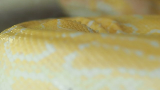 Golden Thai Python (Python bivittatus) snake
