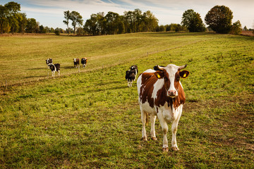 Herd of cows at a field in the summer. Photo taken in norhern Poland, Masurian district.
