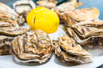 A dozen oysters on a plastic plate