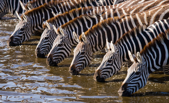 Fototapeta Group of zebras drinking water from the river. Kenya. Tanzania. National Park. Serengeti. Maasai Mara. 