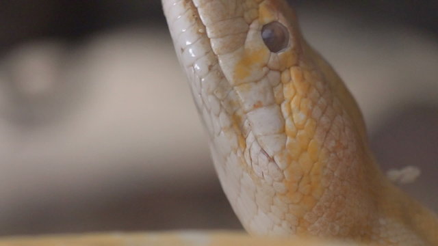 Golden Thai Python (Python bivittatus) snake
