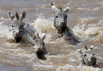 Fototapeta na wymiar Group zebra crossing the river Mara. Kenya. Tanzania. National Park. Serengeti. Maasai Mara. An excellent illustration.