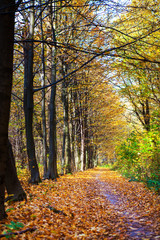 autumn forest trees. nature green wood sunlight backgrounds
