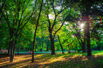 Naklejka premium beautiful avenue in to the park