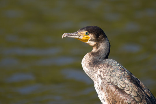Cormorant 