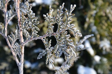 Frostiger Zweig einer Konifere zur Winterzeit