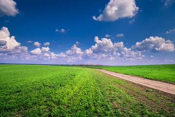 Green Field and Beautiful Sunset