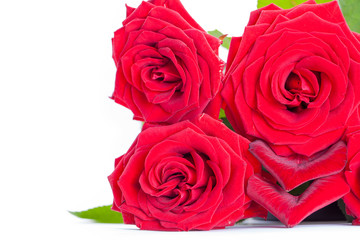 roses isolated on a white background