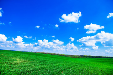 Green Field and Beautiful Sunset