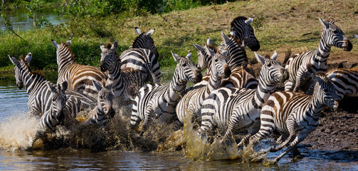 Naklejka na ściany i meble Group of zebras running across the water. Kenya. Tanzania. National Park. Serengeti. Maasai Mara. An excellent illustration.