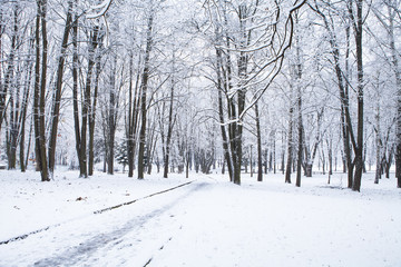forest trees nature snow wood backgrounds