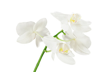 Naklejka na ściany i meble White phalaenopsis orchid flowers isolated on white