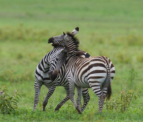 Two zebras playing with each other. Kenya. Tanzania. National Park. Serengeti. Maasai Mara. An excellent illustration.