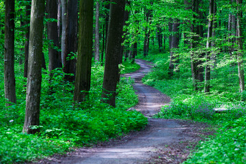 beautiful green forest © Ruslan Ivantsov