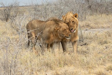Fototapeta na wymiar tender lions at etosha