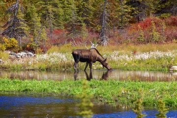 Crédence de cuisine en verre imprimé Denali moose at denali national park