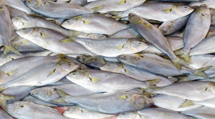 Obraz premium Fresh sea fish