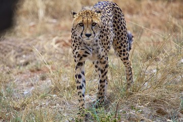 Fototapeta na wymiar young cheetah at etosha