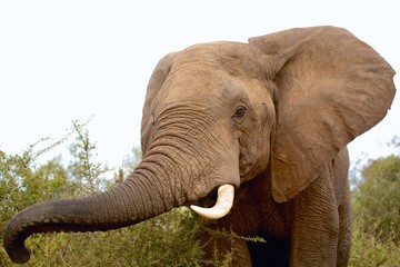 Fototapeta na wymiar very close elephant kruger national park