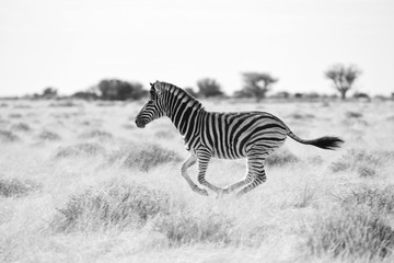Fototapeta na wymiar young zebra running