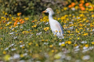 heron with a scorpion in the mouth